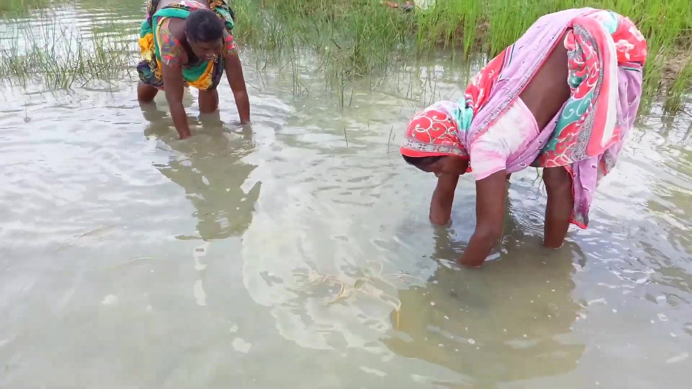 Unique Net Fishing Technique by Indian Women    Su