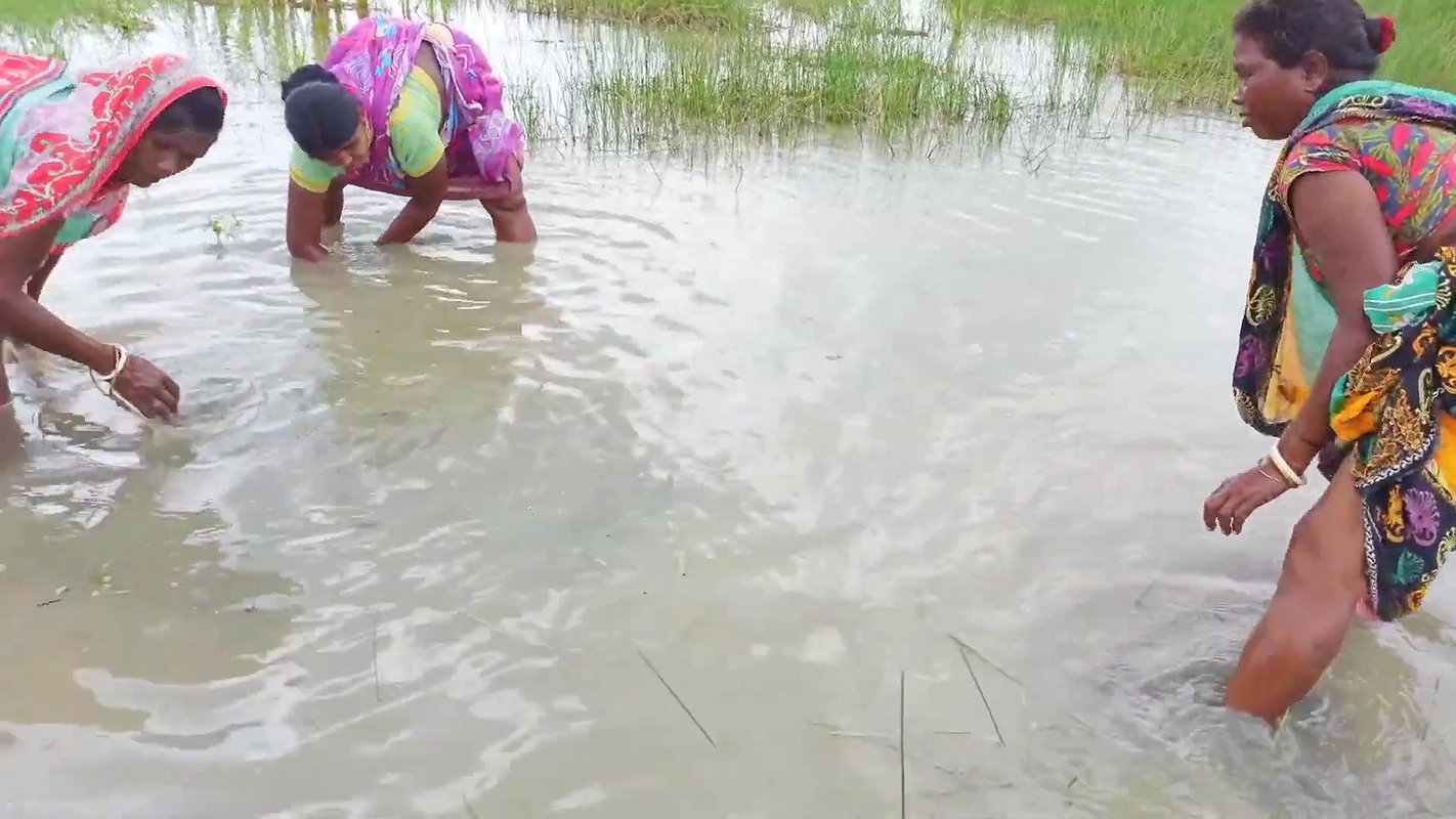 Unique Net Fishing Technique by Indian Women    Su