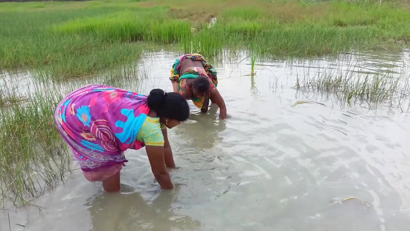 Unique Net Fishing Technique by Indian Women    Su