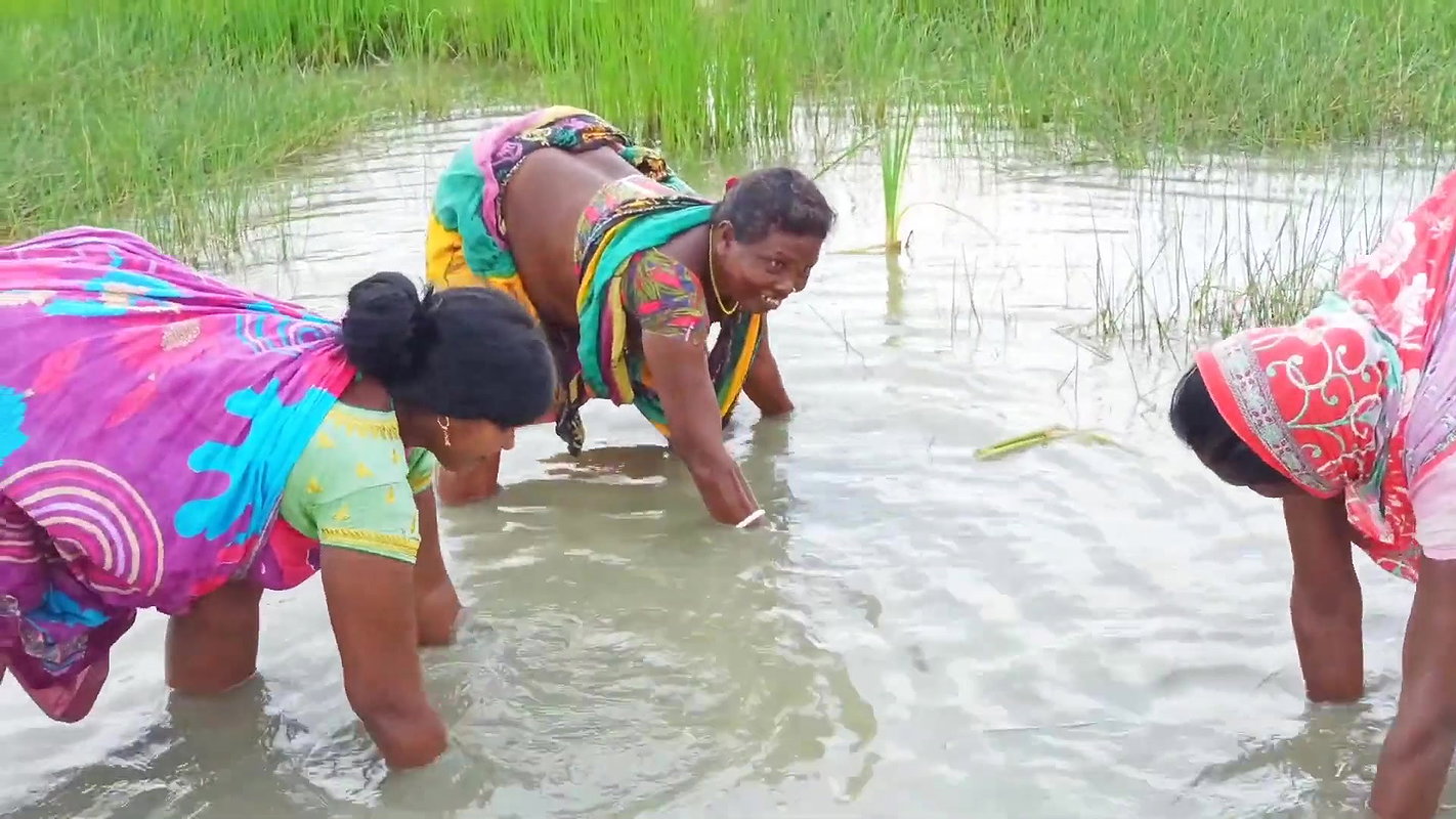 Unique Net Fishing Technique by Indian Women    Su
