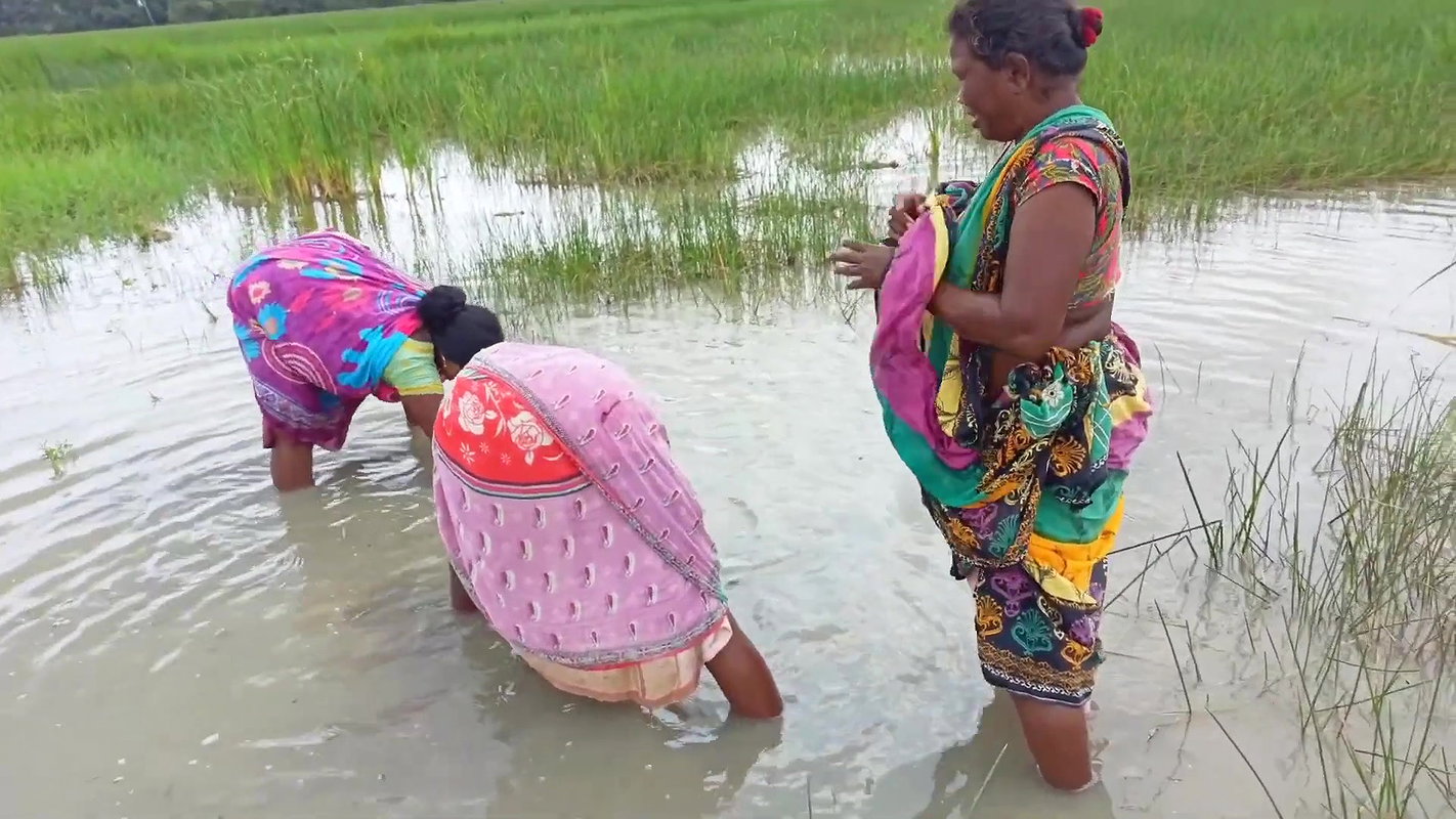 Unique Net Fishing Technique by Indian Women    Su