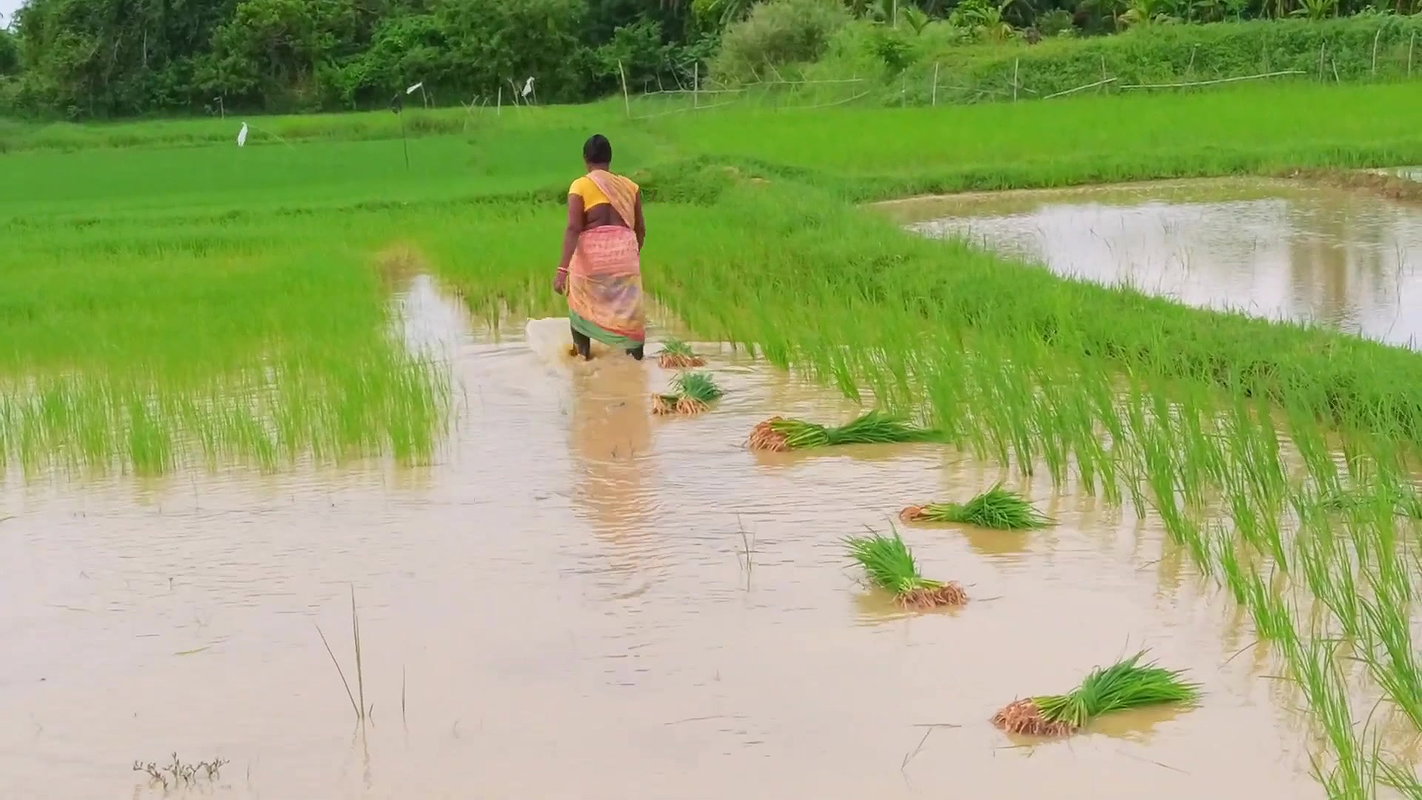 Village Paddy Farming and Fishing  Village woman F