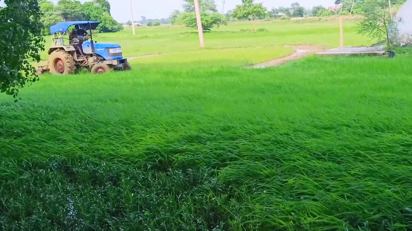 Village Paddy Farming and Fishing  Village woman F