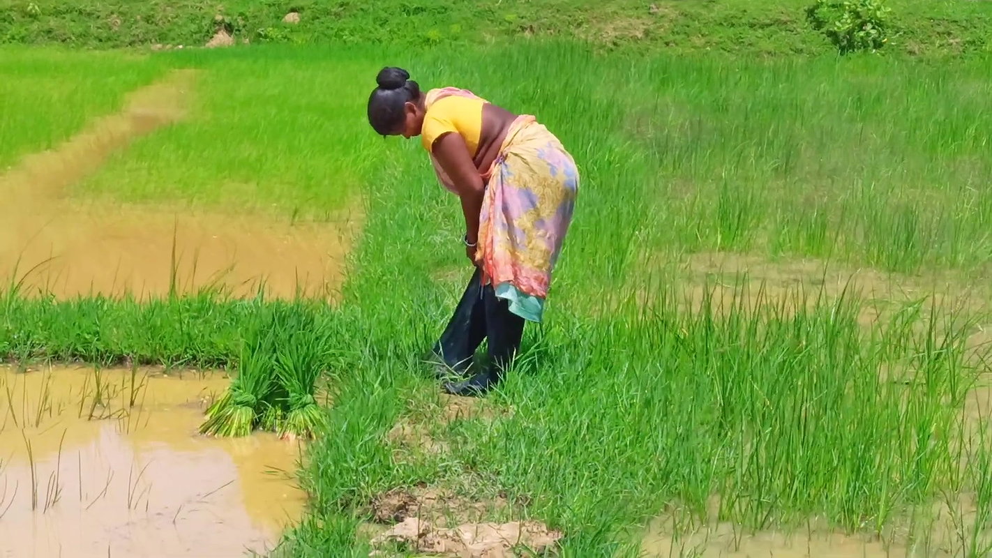 Village Paddy Farming and Fishing  Village woman F