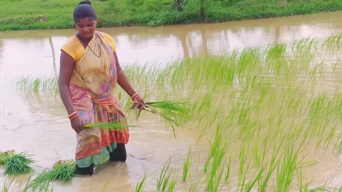 Village Paddy Farming and Fishing  Village woman F