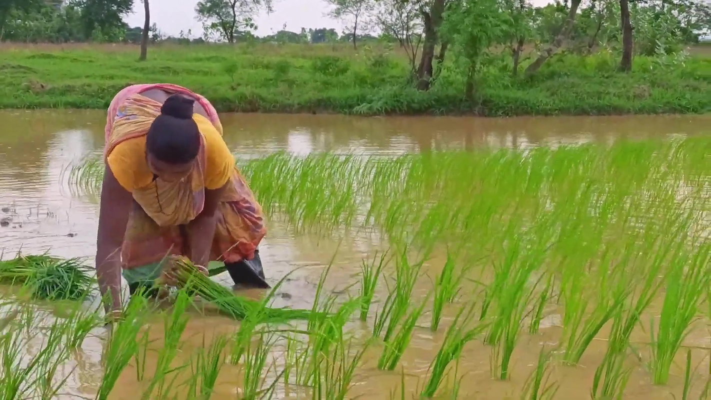 Village Paddy Farming and Fishing  Village woman F