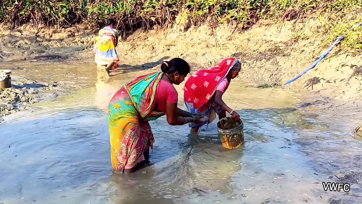 Village Women Amazing Hand Fishing in Mud Water