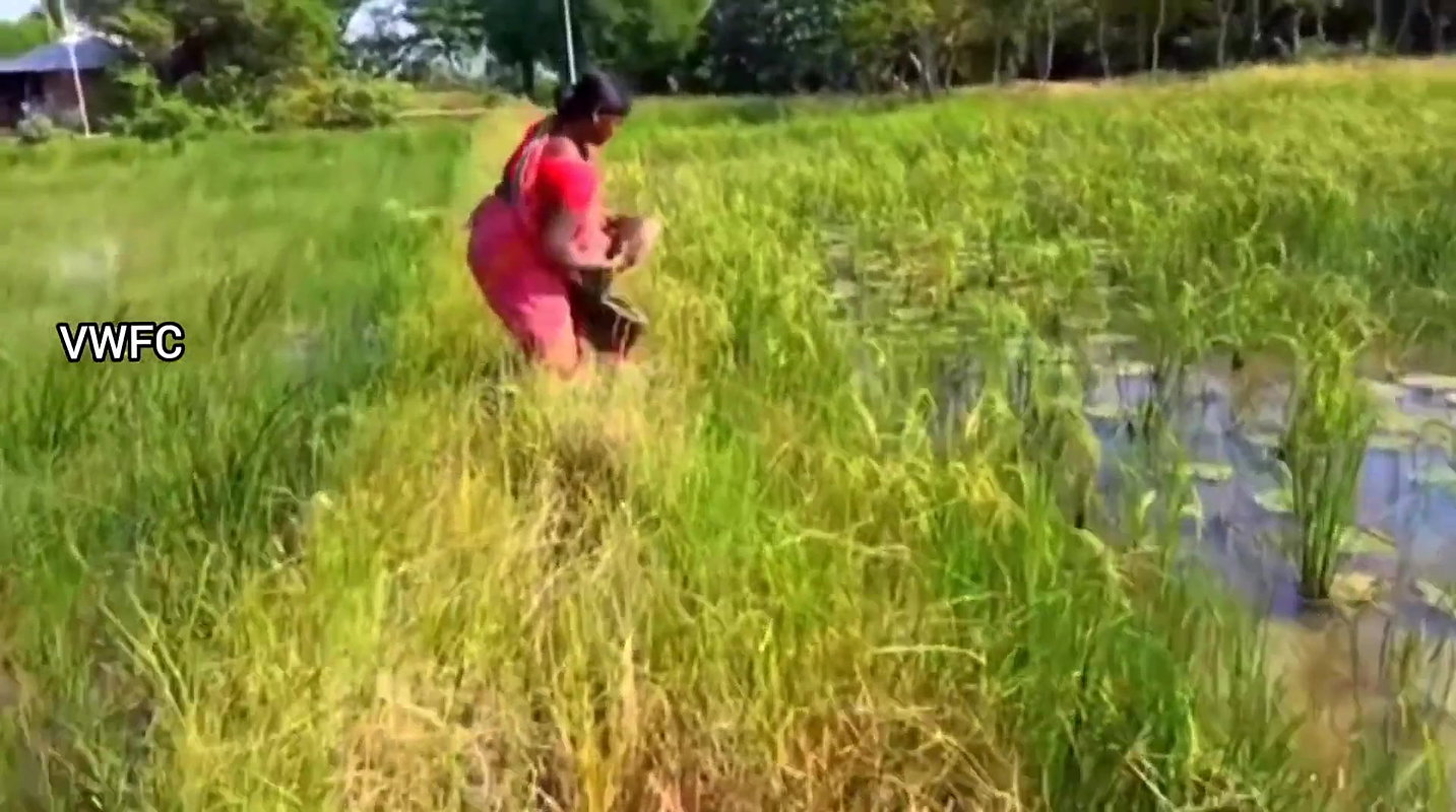 Village Women Caught a Huge Turtle