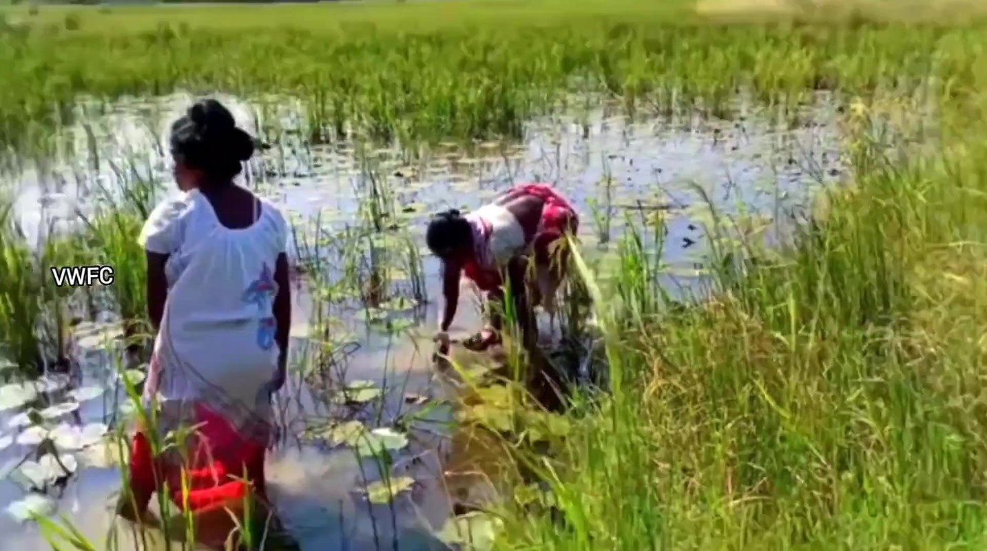Village Women Caught a Huge Turtle