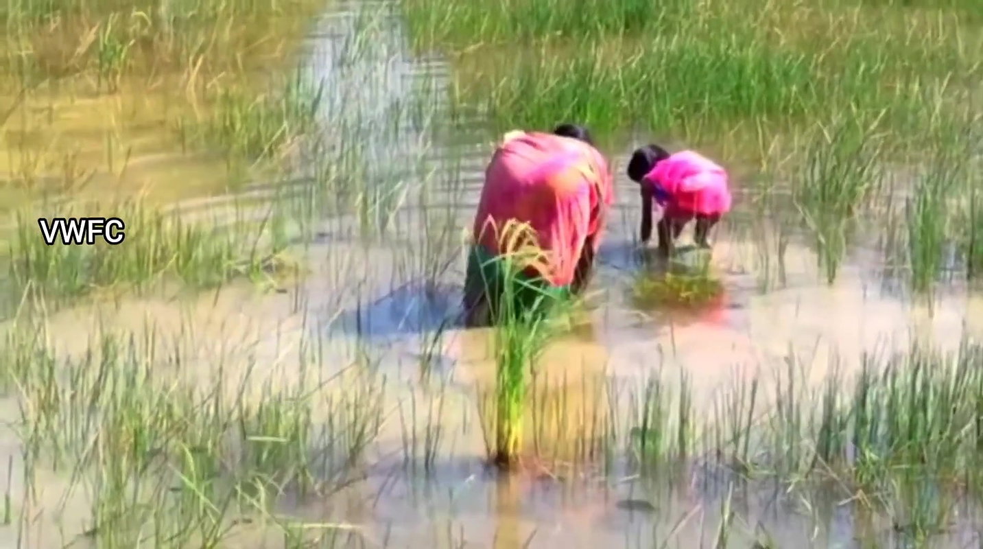 Village Women Caught a Huge Turtle