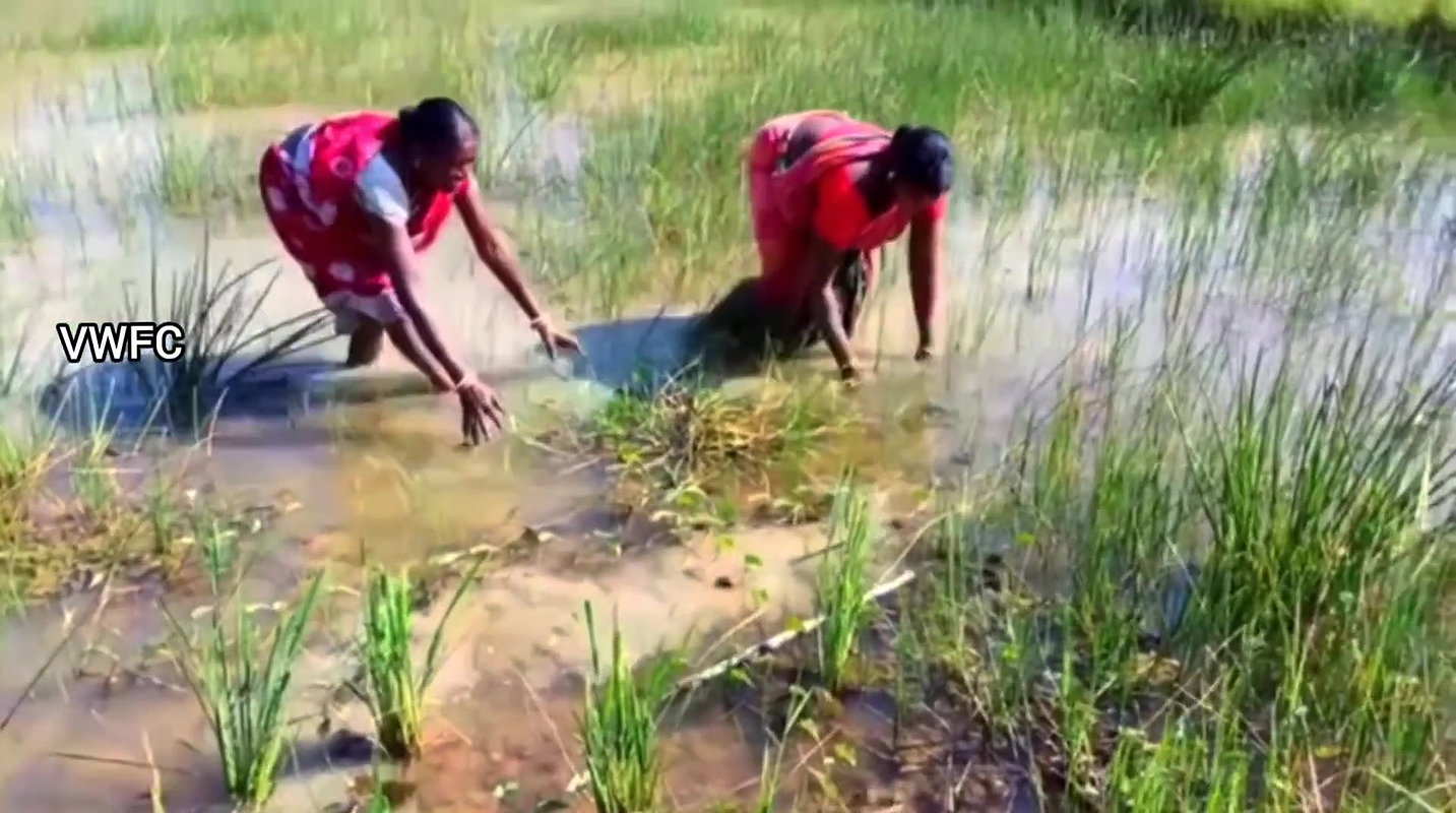Village Women Caught a Huge Turtle
