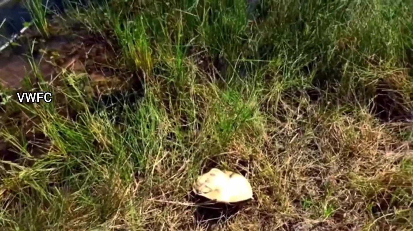 Village Women Caught a Huge Turtle