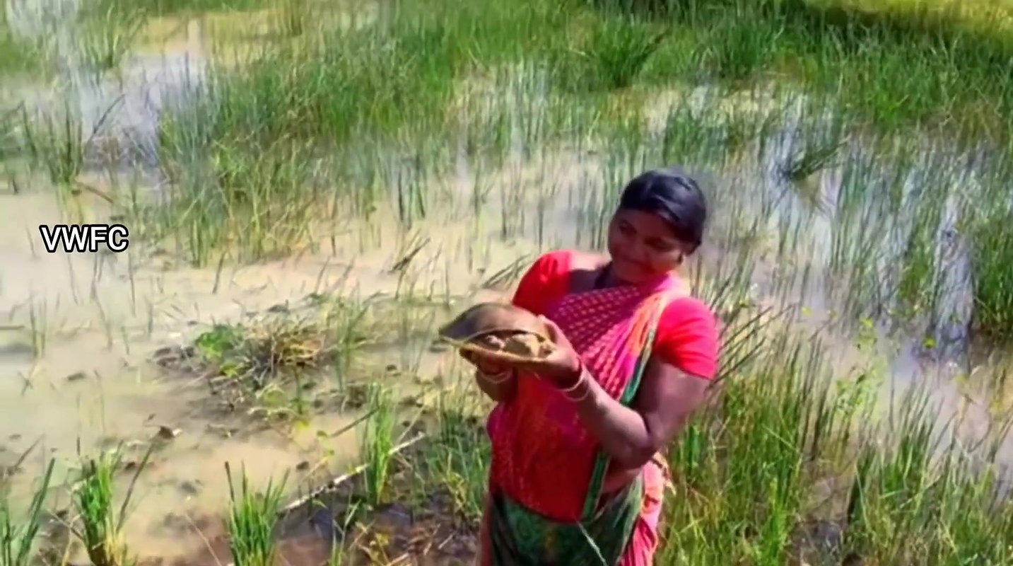Village Women Caught a Huge Turtle