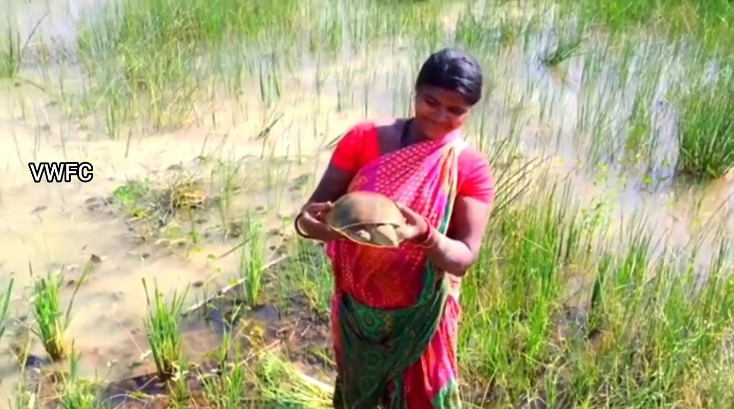 Village Women Caught a Huge Turtle