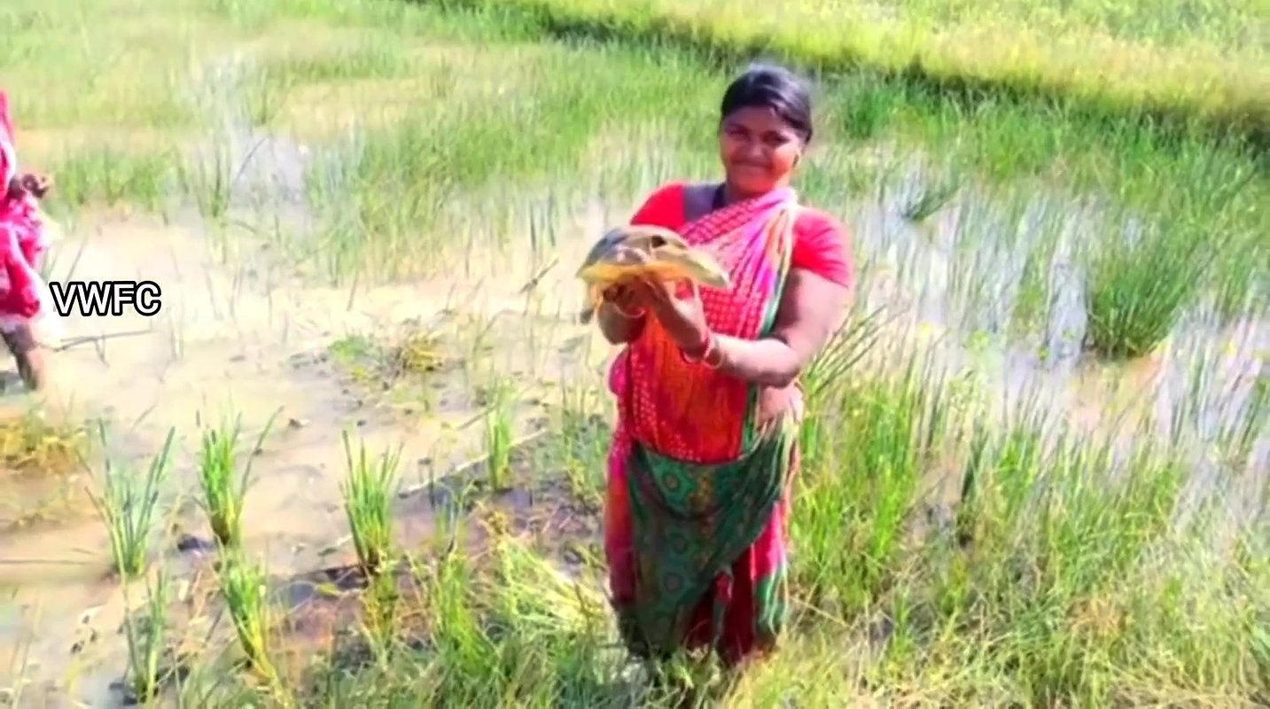 Village Women Caught a Huge Turtle
