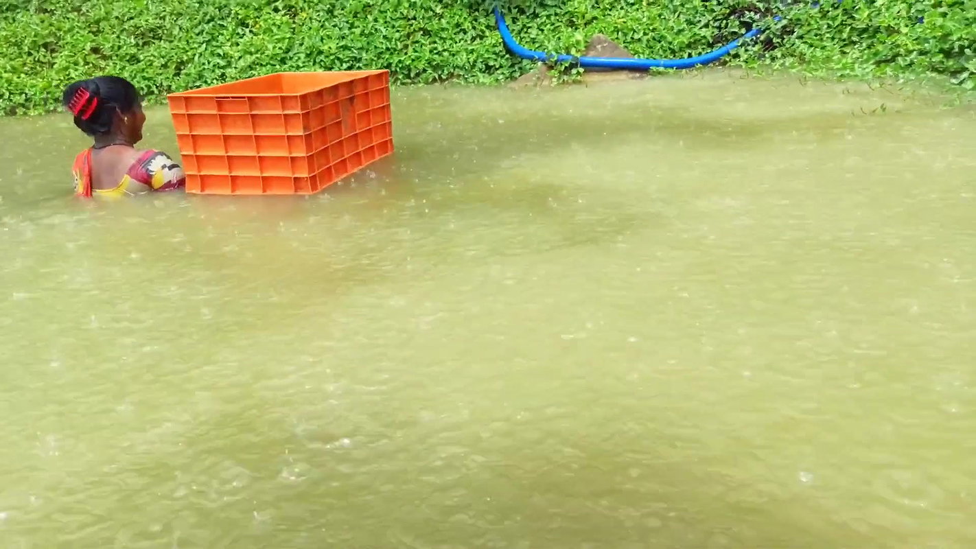 Village Women Fishing in Rain    Prawns Fishing in