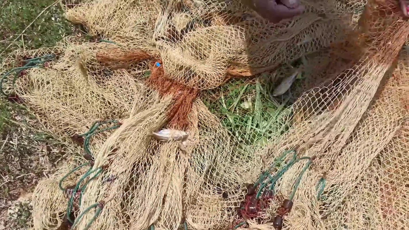 Village Women Net fishing   full Net Paku fish