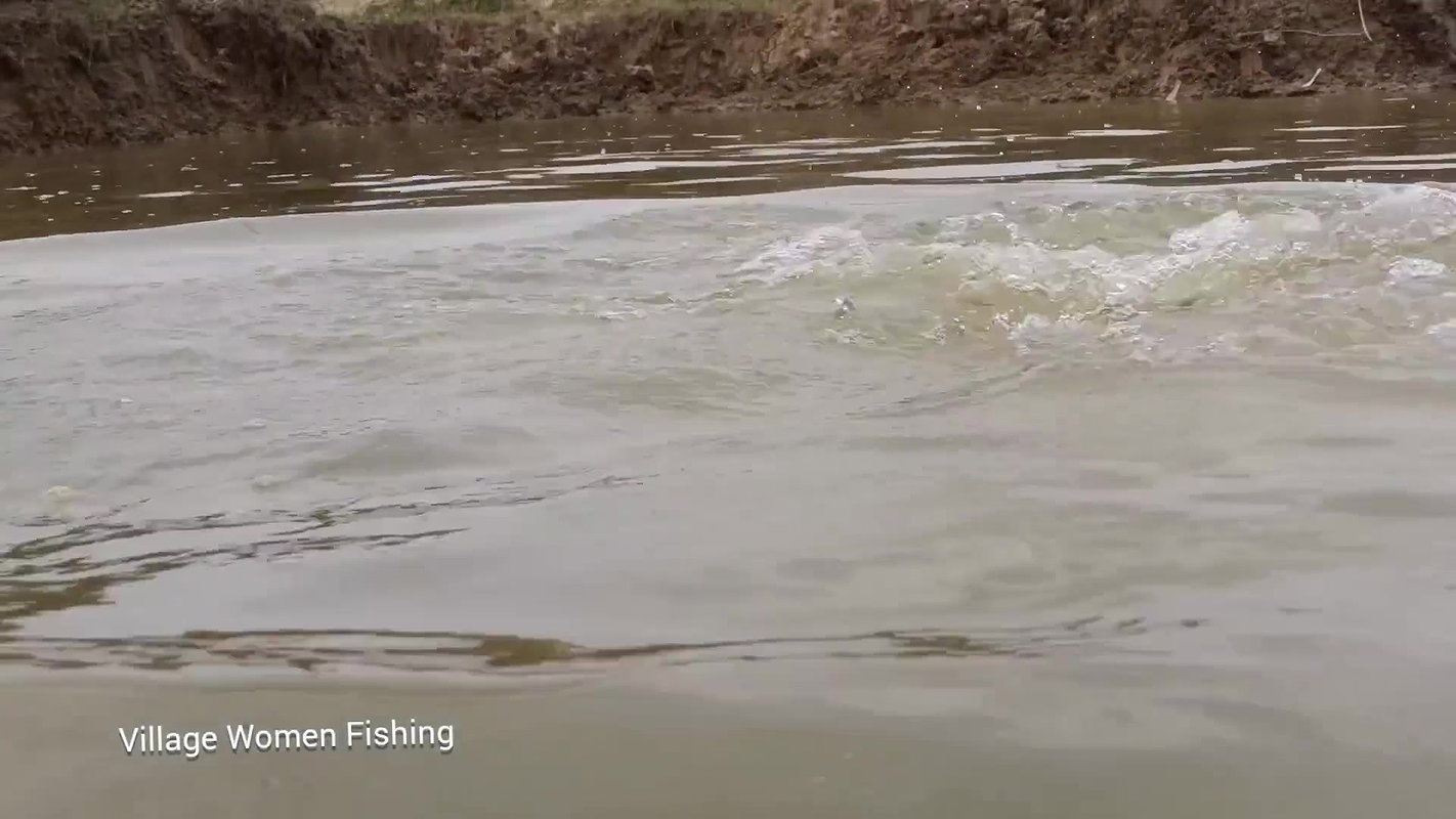 Viral village women net fishing video    village w