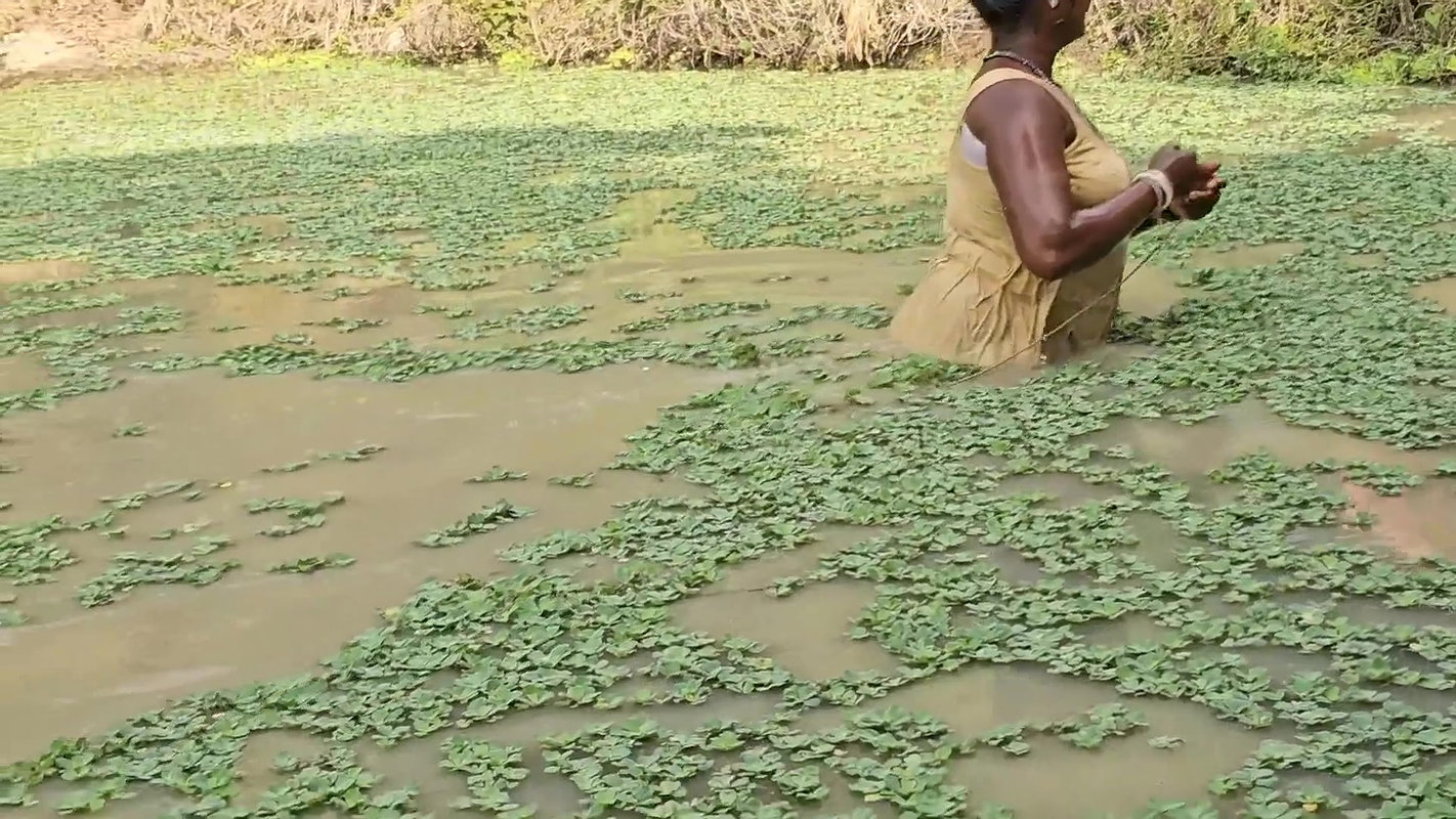 Village Women New Net fishing video 3