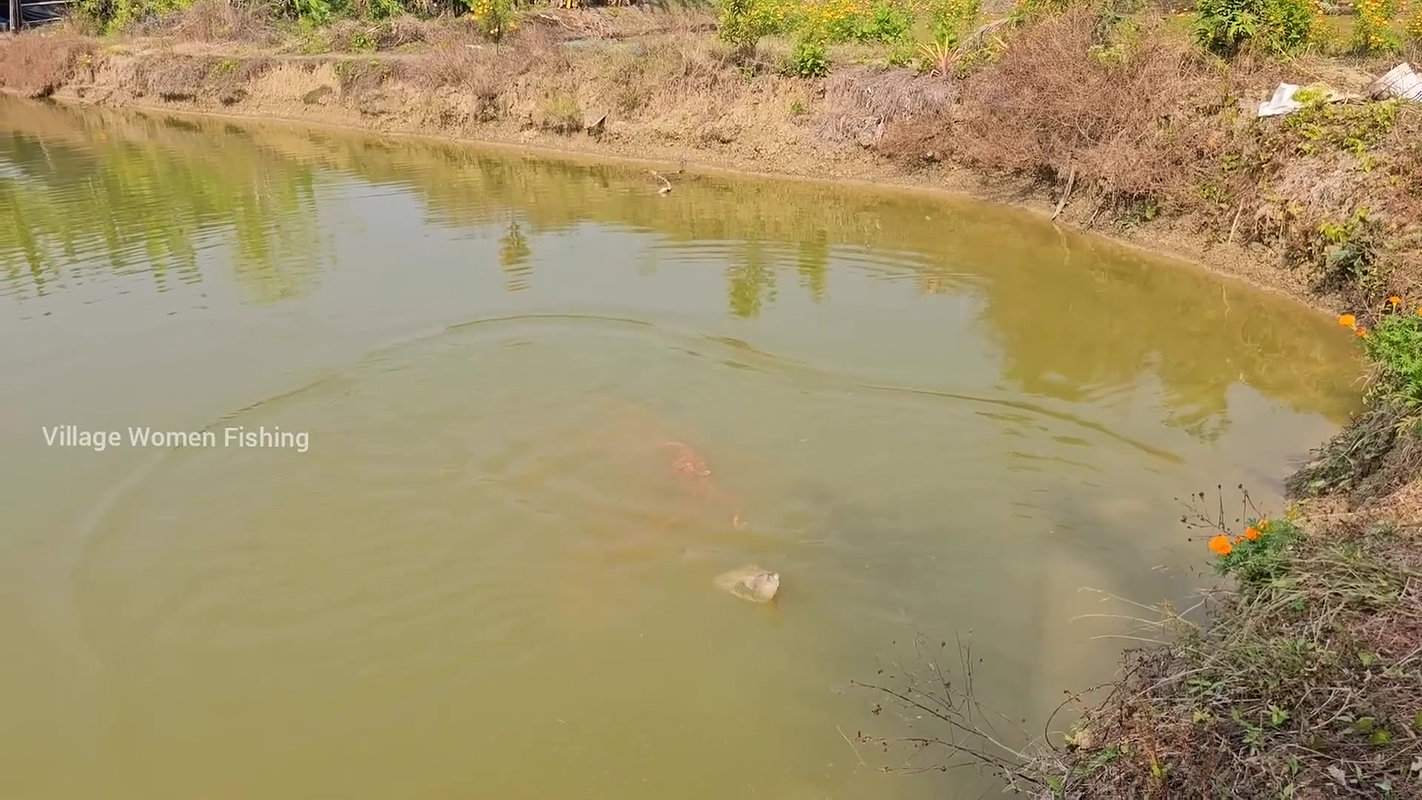 Village Women New Net fishing video 4
