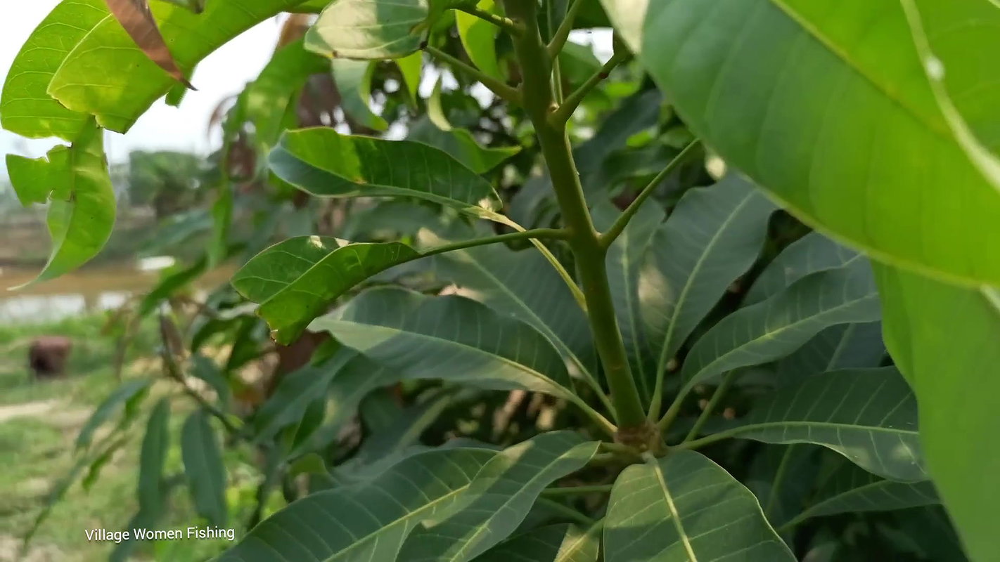 Village Women New Net fishing video 7