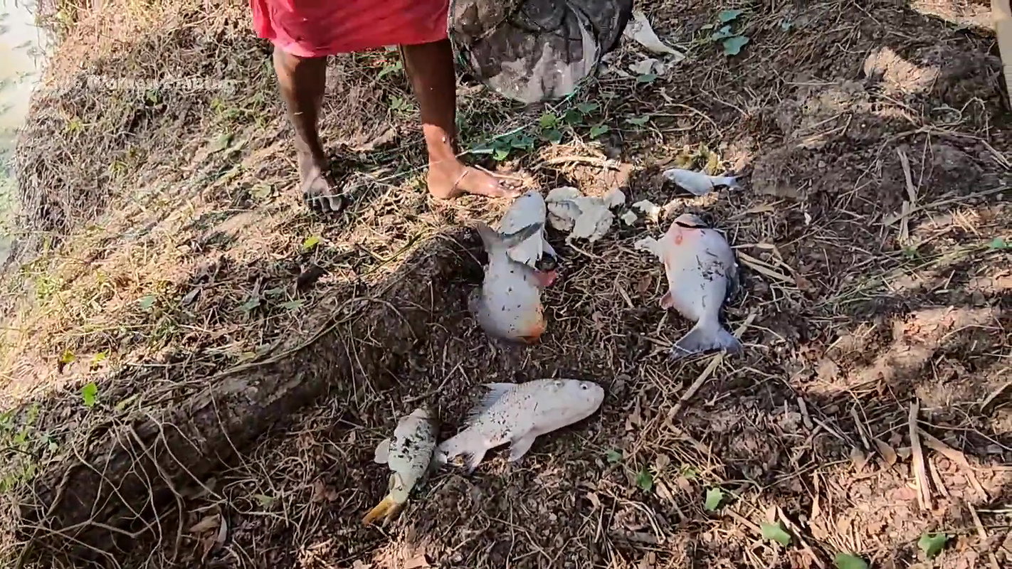 Village Women New Net fishing video 8