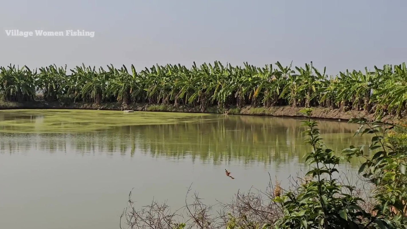 Village Women New Net fishing video 8