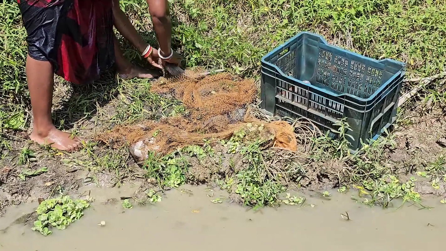 Village Women New Net fishing video 12