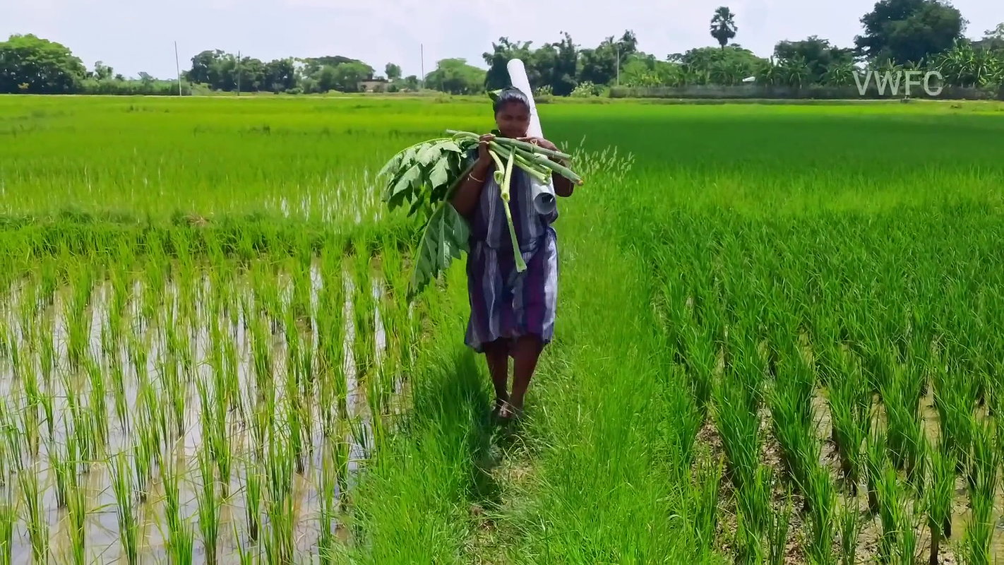 Village Women New Net fishing video 13