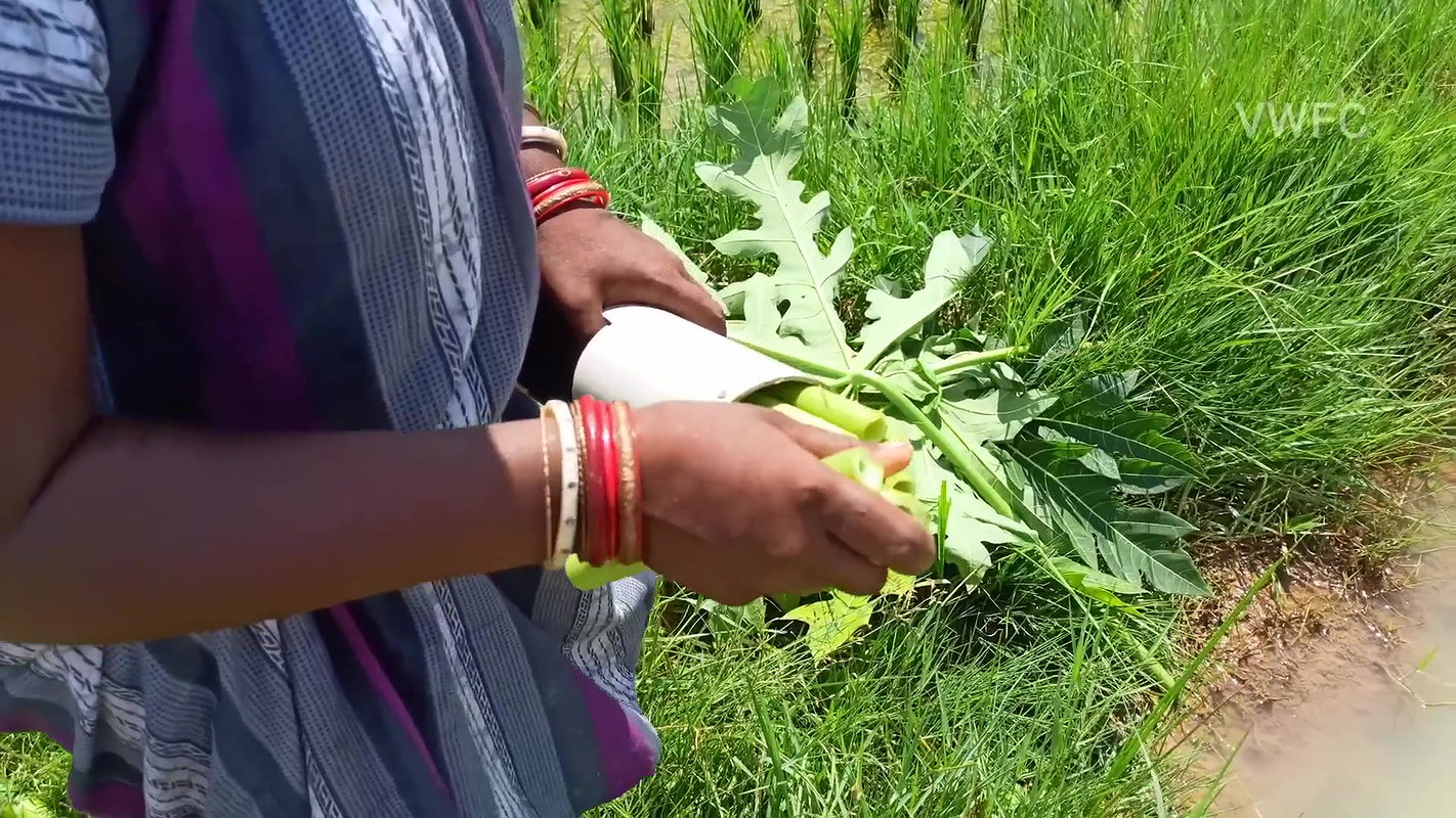 Village Women New Net fishing video 13