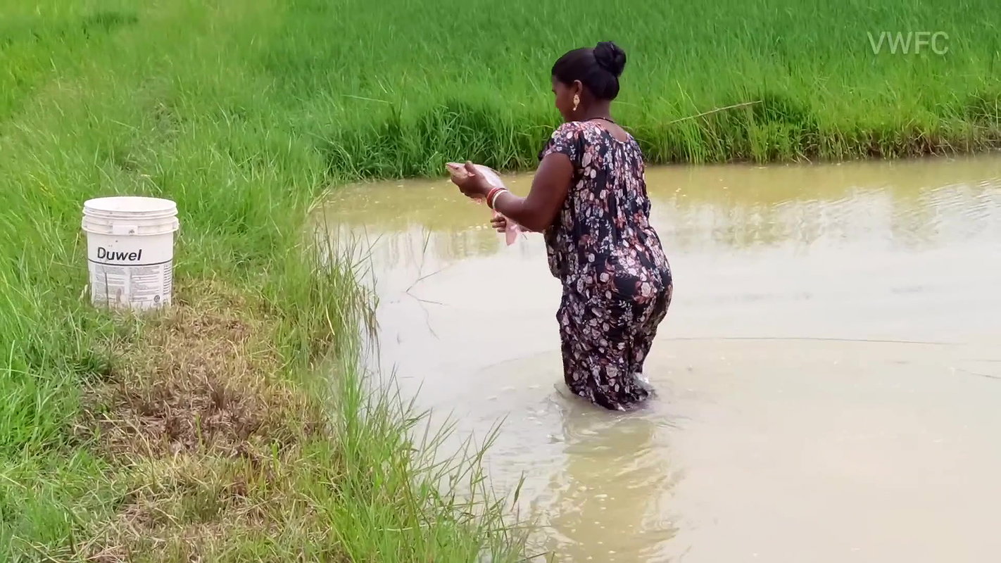 Village Women New Net fishing video 14