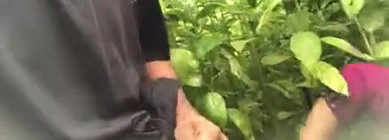 Stepbrother and stepister went to the forest and had sex