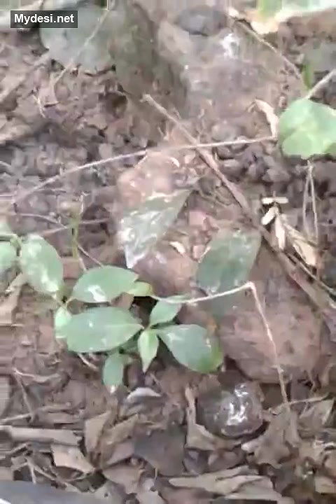 Desi local randi really big boobs