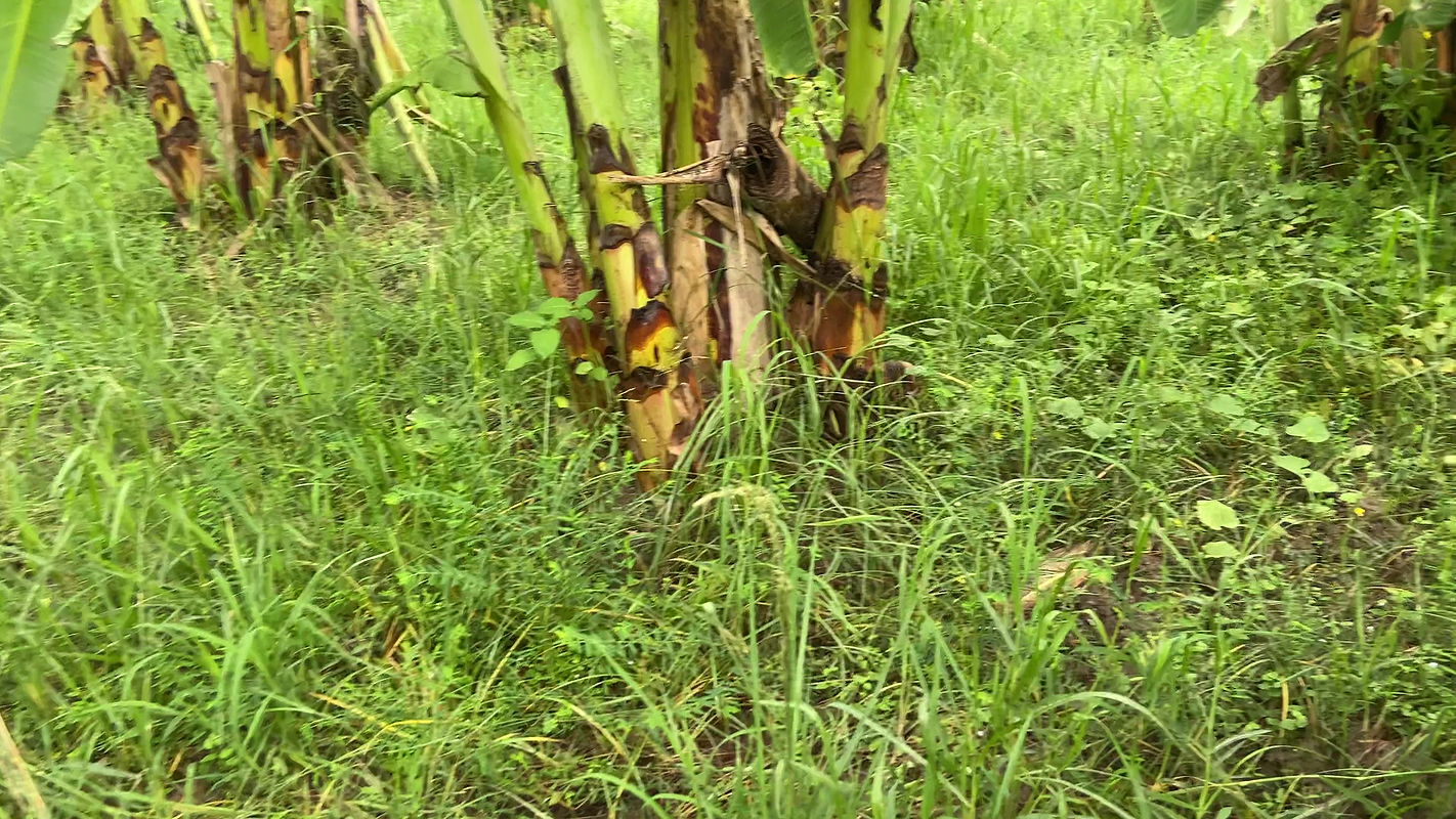 I took my neighbor into the banana plantation and hugged her and started fucking