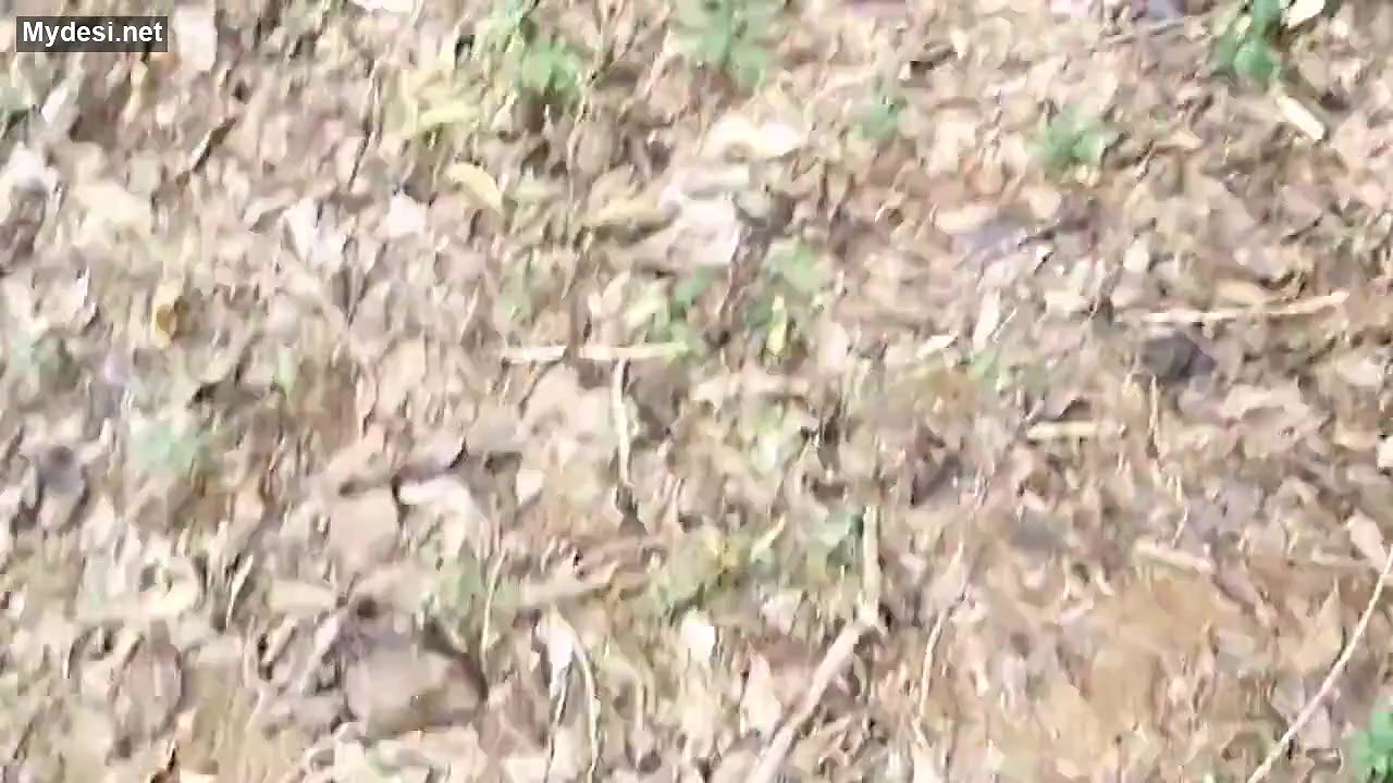 Desi fatty auntyy outdoor fun video 1