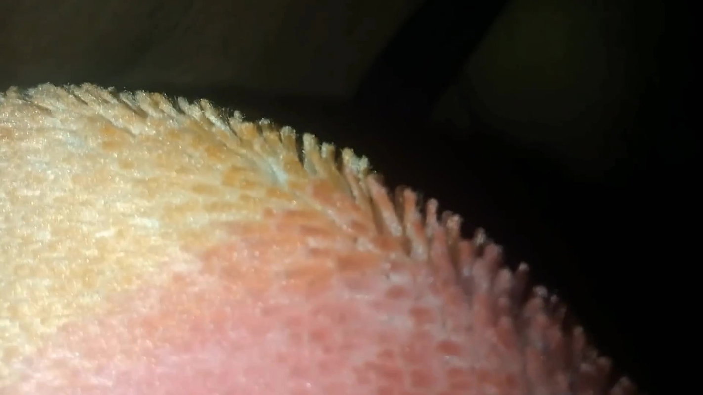 Indian wife sex ( Part- 1 ) Indians new sex husband wife