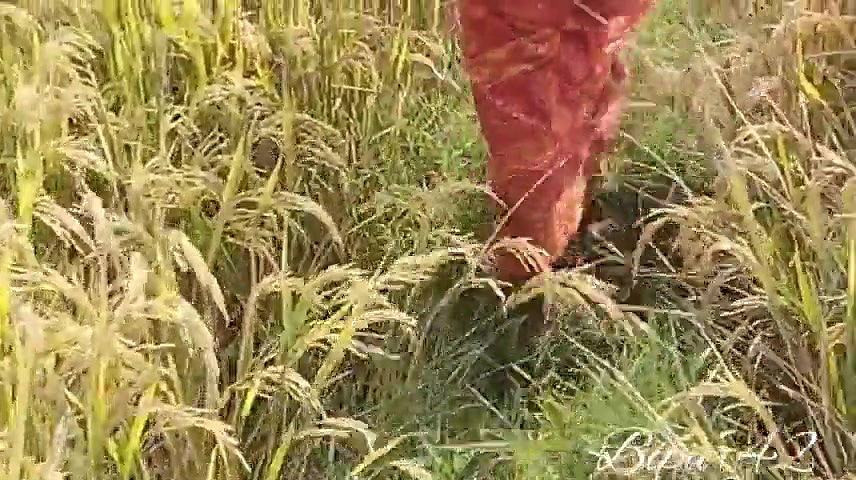 Outdoor Sex. Jungal Sex. Sex. Indian Porn.