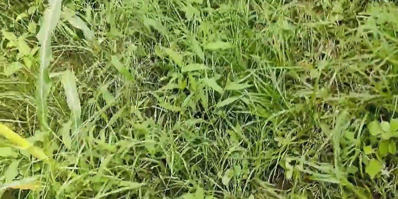 Desi girl Soniya Fucked by her Step-Father fucked hard outdoor Hindi sex hindi audio