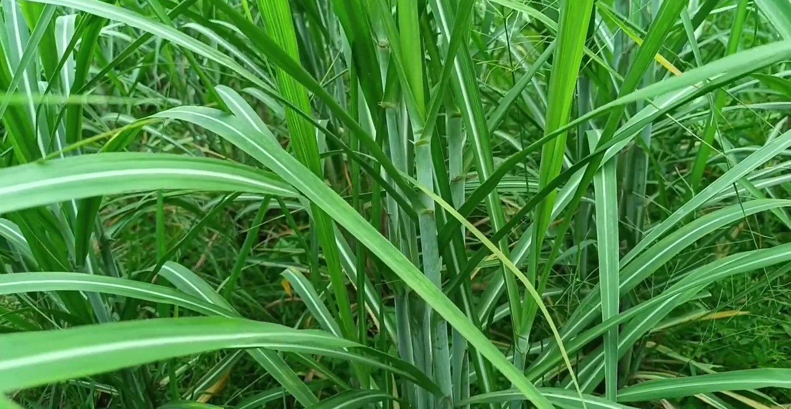 hot stepsister does not mind sharing her boyfriend with her stepsister