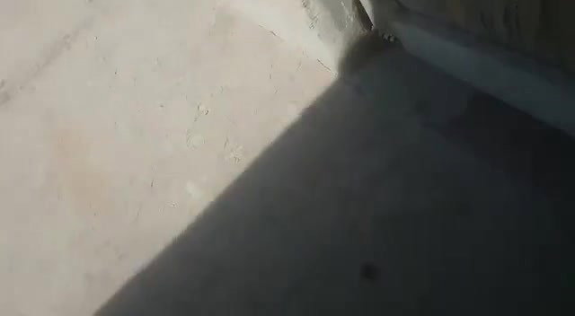 Village Bhabi Sucking And Riding