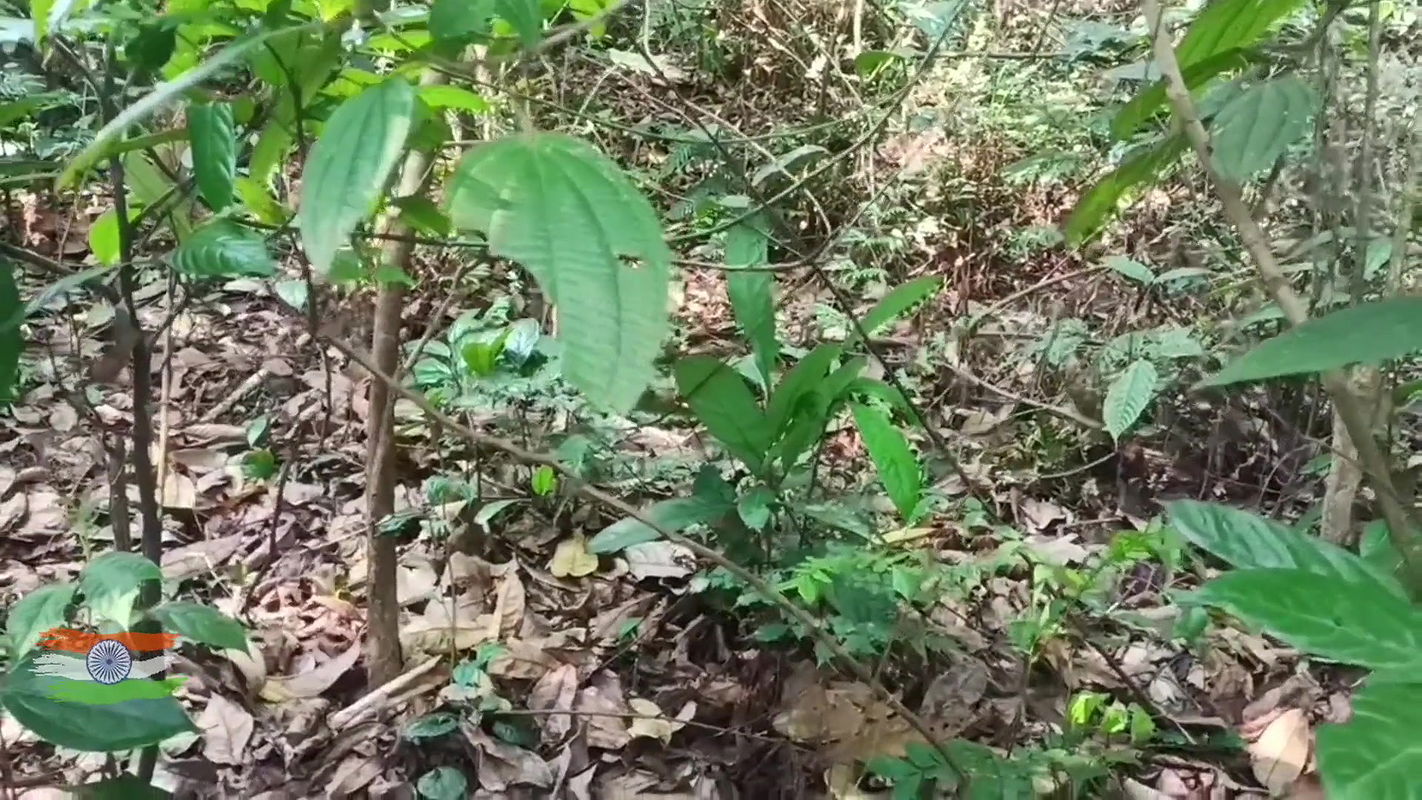 Village school girl jungle chudai