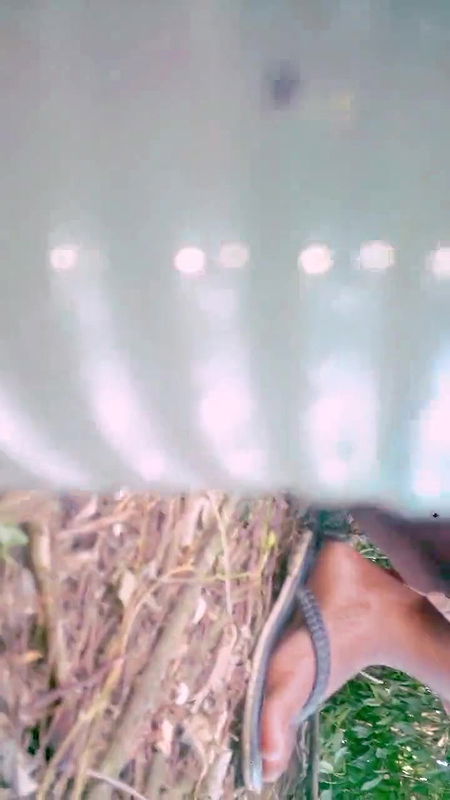 pussy fingaring in the jongal