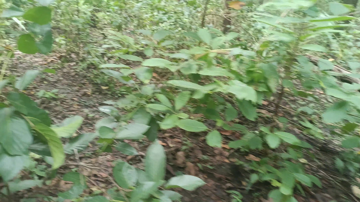 My stepbrother called and fucked in the woods famousvid3