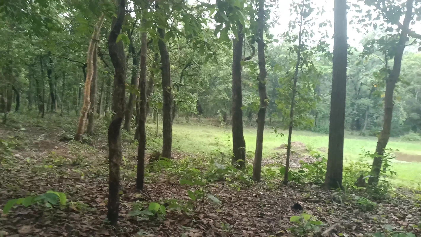My stepbrother called and fucked in the woods famousvid3