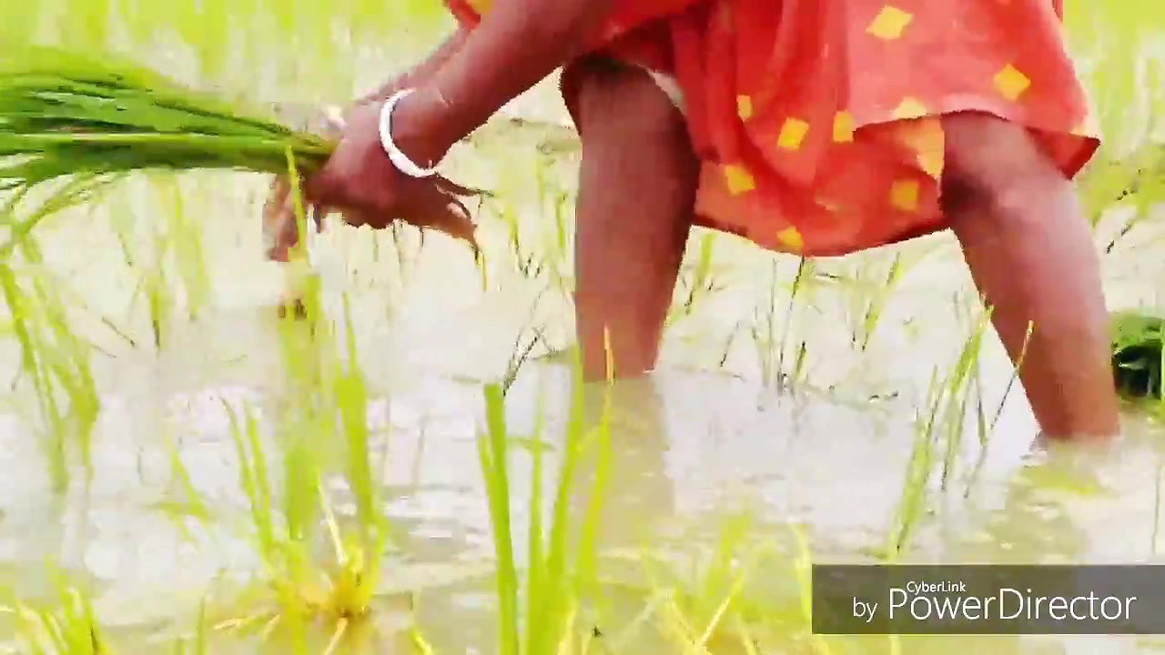 Peeing While Planting Rice Seedlings Nomita Bhabhi