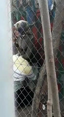 Desi Hijabi Quikie Standing fuk Outdoor