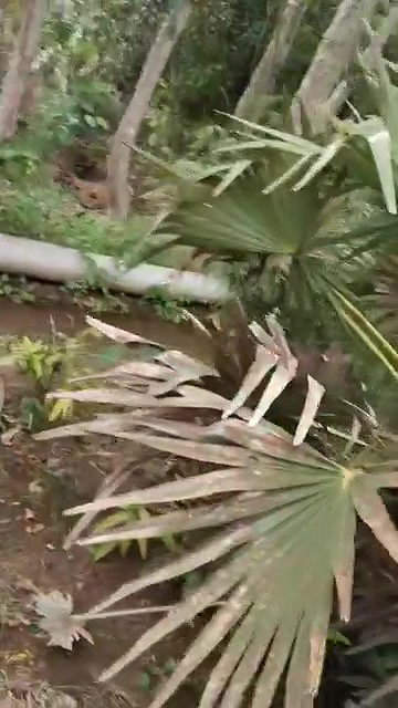 Tamil couple having in jungle