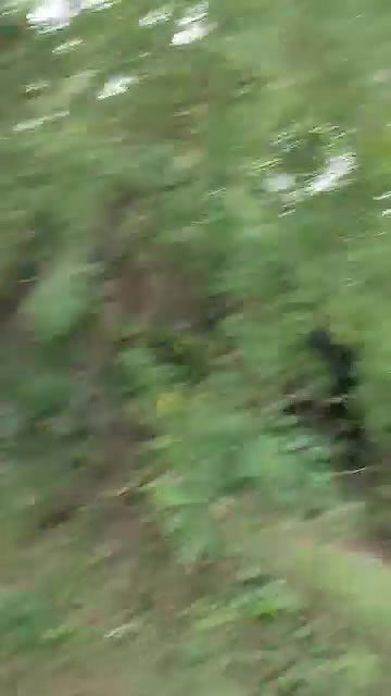 Tamil couple having in jungle