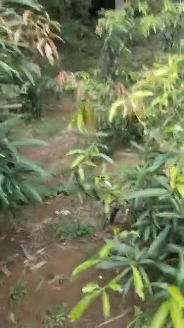 Tamil couple having in jungle