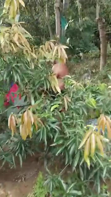 Tamil couple having in jungle